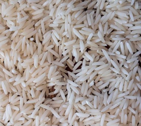 تولید برنج دم سیاه شمشیری